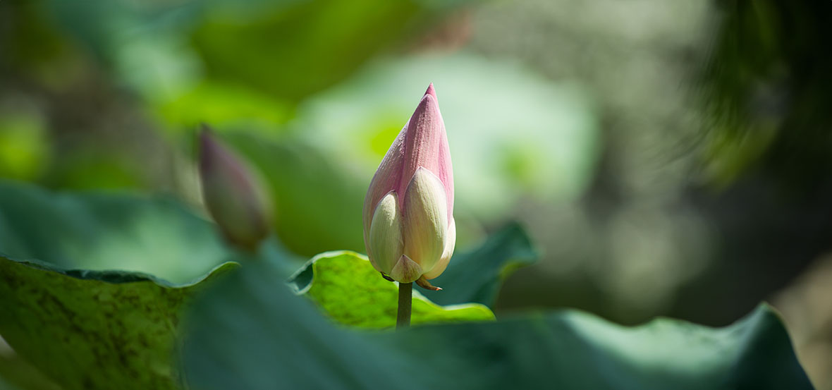 062Knospe