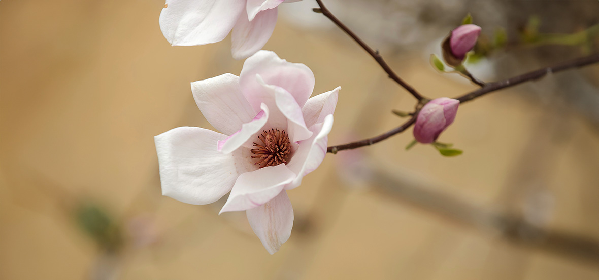 076BlumeEinzeltermine